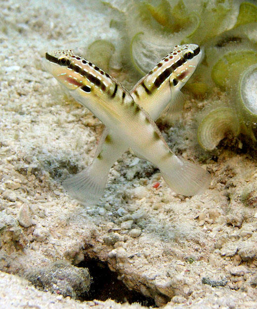 Amblygobius bynoensis